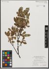 Foto von Salix waldsteiniana Willd.